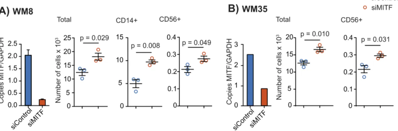 Figure 3. MITF knockdown in human melanoma cell lines WM8 and WM35. (A, B) Human WM8 (A) or WM35 (B) melanoma cells were transfected with control or with MITF siRNA