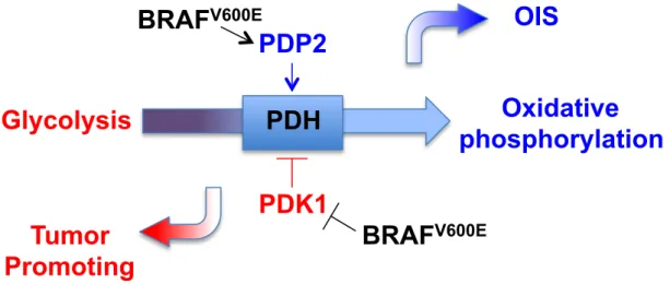 Figure 1: Model for regulation and function of the PDK1-PDP2-PDH axis in OIS and  tumor progression 