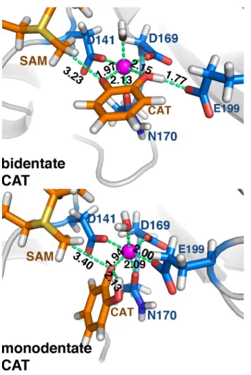 Fig 4. Representative bidentate (top) and monodentate (bottom) catecholate (CAT) substrate configurations at the COMT active site