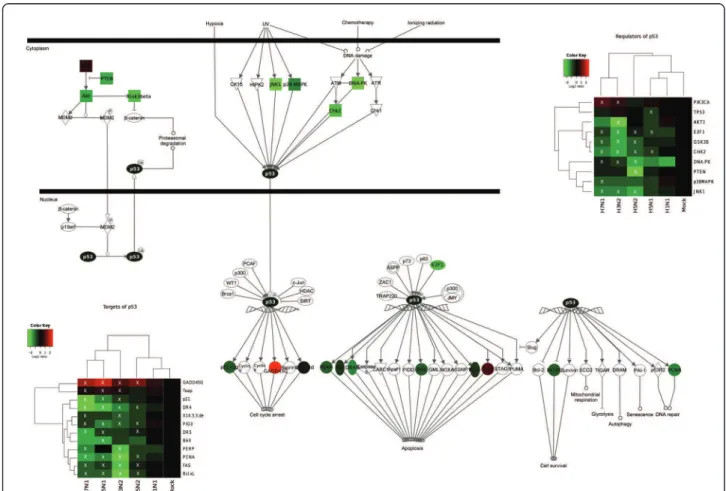 Figure 3 Transcriptional regulation of the genes belonging to the p53 signalling pathway (IPA canonical pathway) during influenza viral infection