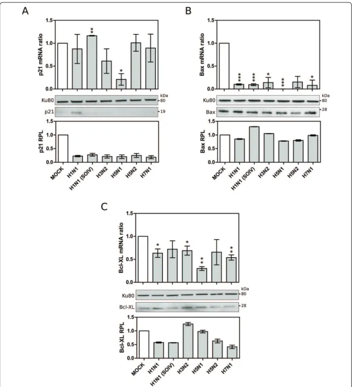 Figure 5 Validation of microarray data by RT-qPCR and western blot: p53 target genes, (A) p21, (B) Bax, (C)Bcl-XL