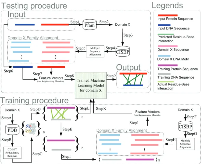 Figure 1. Training and Testing Classification Models for Predicting Residue-Nucleotide Interactions on protein–DNA binding sequence pairs
