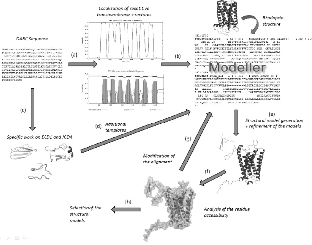 Figure 5. Building structural models of DARC. (a) Prediction of transmembrane helices