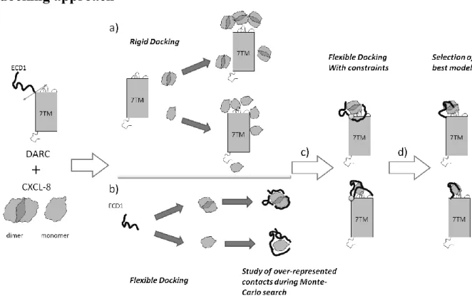 Figure 10. A divide-and-conquer approach. The ECD1 (N terminus of DARC) and the Transmembrane  Domain (TMD) are considered separately