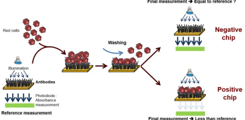 Figure 1. Principle of red cells capture at the surface of an immuno-biochip. Conventional SPR biochips are  coated with anti-A and anti-B antibodies (for ABO compatibility) or anti-D antibodies (for Rhesus compatibility)