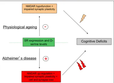 FIGURE 4 | Activity of serine racemase (SR) must be strictly regulated to avoid age-related memory deficits