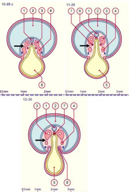 Figure 2 - Evolution du mésoblaste intermédiaire et isolement du cordon  néphrogène (stades 10,11,12) [8] 