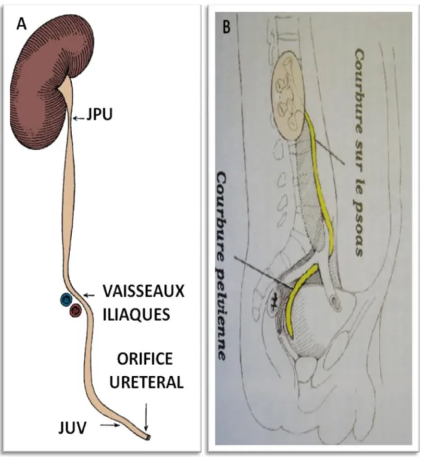 Fig. 33:  Schéma montrant les différents segments de l'uretère. A. De face. B. De profil