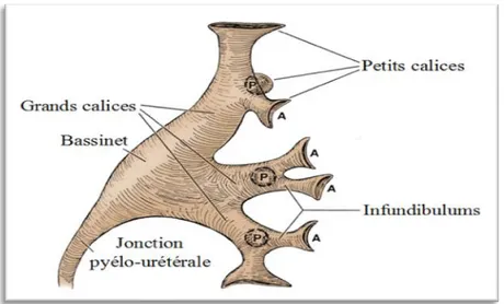 Fig. 31: Système collecteur rénal gauche. A. petits calice antérieurs. P. petits calices postérieures