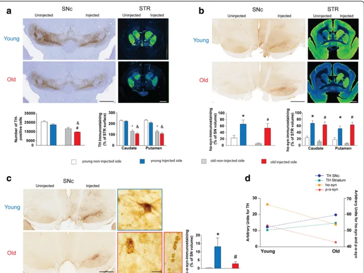 Fig. 4 Human α -syn overexpression induces dopaminergic neurodegeneration associated with α -syn pathology in young and old marmoset monkeys.