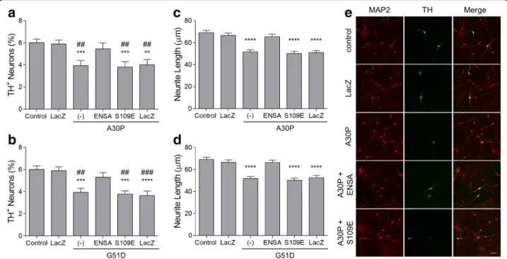 Fig. 4 WT ENSA (but not the S109E mutant) alleviates aSyn neurotoxicity. Primary midbrain cultures were transduced with adenovirus encoding A30P (a, c, e) or G51D (b, d) at an MOI of 10, in the absence or presence of adenovirus encoding WT ENSA, S109E, or 