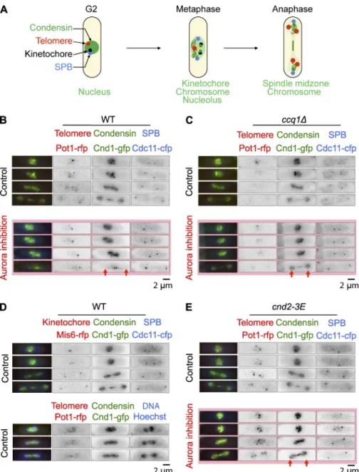 Figure 8.  Deletion of Ccq1 rescues cell death  after  Aurora  inhibition  by  promoting  the  loading  of  condensin  on  chromosome  arms
