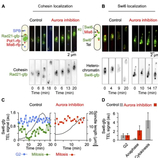 Figure 5.  Aurora B controls the dissociation of  cohesin Rad21 and Swi6/HP1 from telomeres  at anaphase