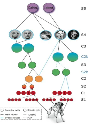 Figure 5: Hierarchical feedforward model of the ventral stream – a modern interpretation of the Hubel and Wiesel proposal (see [58])