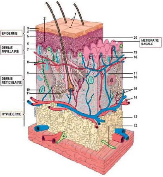 Figure 2: Histologie de la peau. 