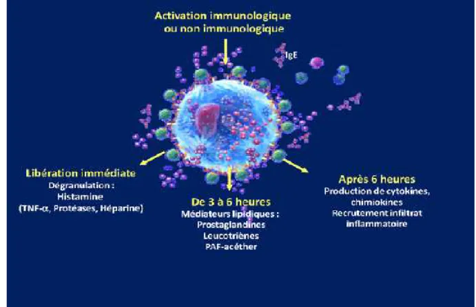 Figure 5:Activation mastocytaire dans l'urticaire 