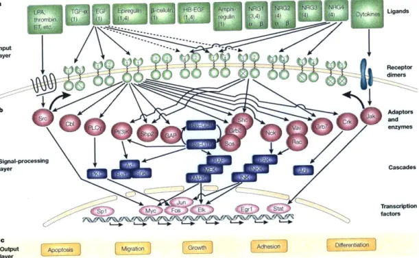 Figure  1-1:  a  Ligands  and  the  ten  dimeric  receptor  combinations  comprise  the input  layer