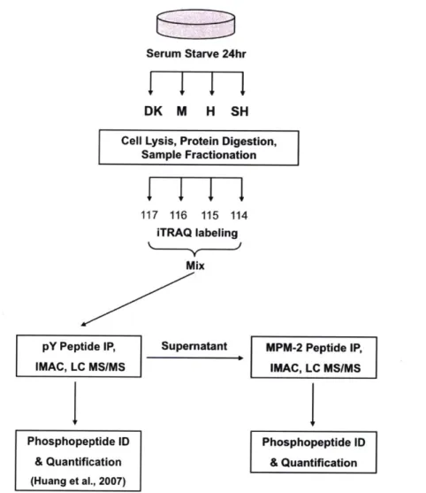 Figure  2-1:  Experimental  workflow  for  MS  discovery  of  phosphorylation.  U87MG sublines  (U87-M,  1.5  x  106  copies/cell;  U87-H,  2.0  x  106  copies/cell;  U87-SH,  3.0  x