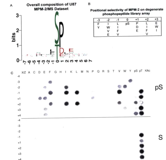 Figure  2-2:  Degenerate  library  screen  of  MPM-2  specificity.  (A)  Motif  logo  of mass spec  dataset  [17]