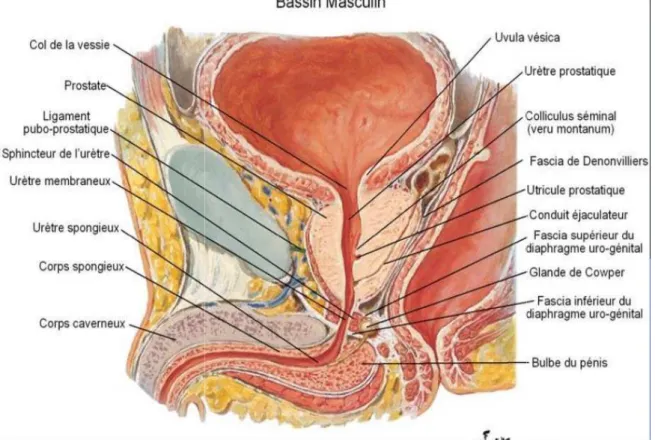 Figure 6 :rapports de la prostate 