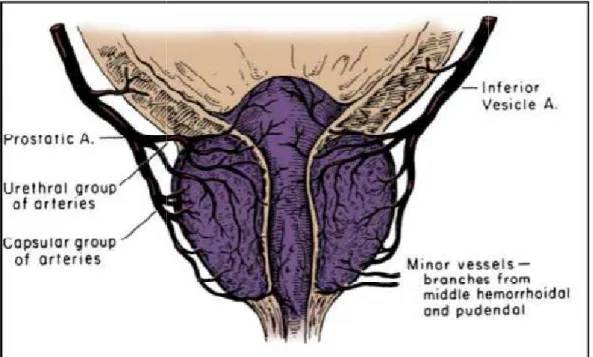 Figure 7 :vascularisation artérielle de la prostate 