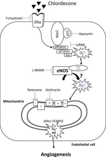 Fig. 10. Schematic diagram illustrating the chlordecone induced proangiogenic eﬀect via ERα and redox signaling and indicating the molecular target of the diﬀerent inhibitors used in the study.