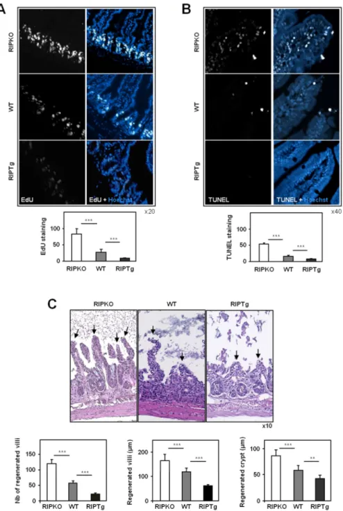 Figure  2:  RIP140  inhibits  intestinal  cell  proliferation  and  apoptosis.  A)  EdU- EdU-labeling  of  proliferating  cells  or  B)  TUNEL  staining  in  paraffin  sections  of  small  intestine  from  RIPKO,  wild-type  and  RIPTg  mice
