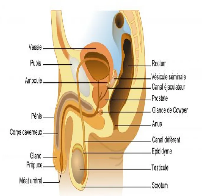 Figure 3 : coupe sagittale de l’appareil urogénital masculin 