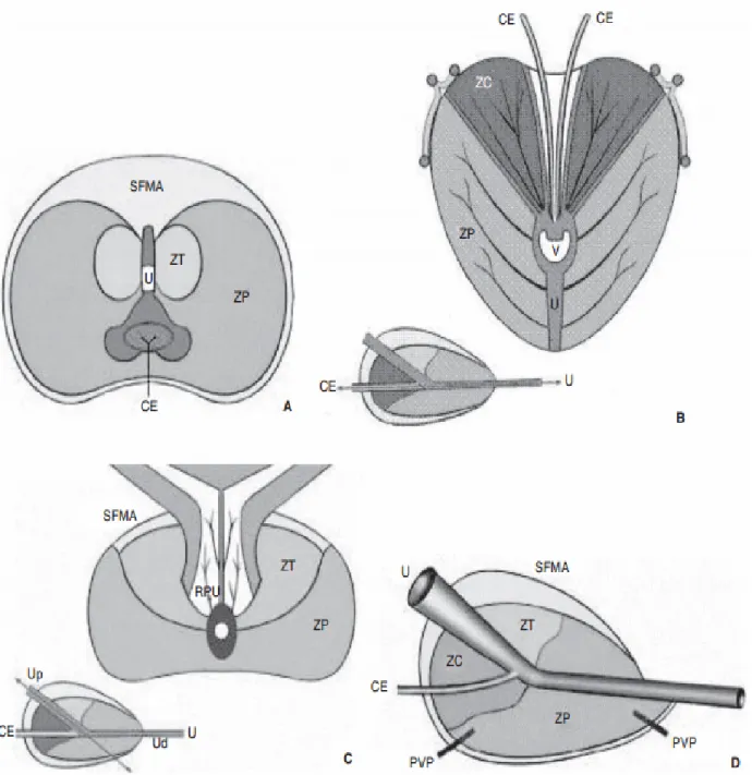 Figure 7 : anatomie zonale de la prostate selon Mc Neal en coupe transverse (A),  coronale (B), axiale oblique médiane (C) et sagittale (D)