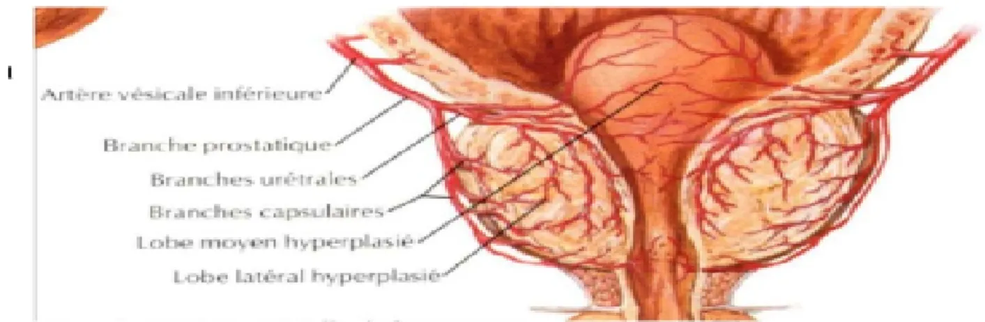 Figure 9 : vascularisation artérielle de la prostate 
