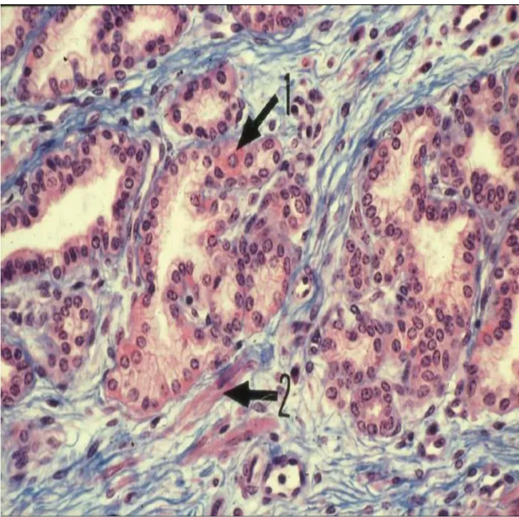Figure 11 : Les glandes tubulo-alvéolaires sont bordées par une seule assise de cellules  glandulaires, cylindriques ou cubiques