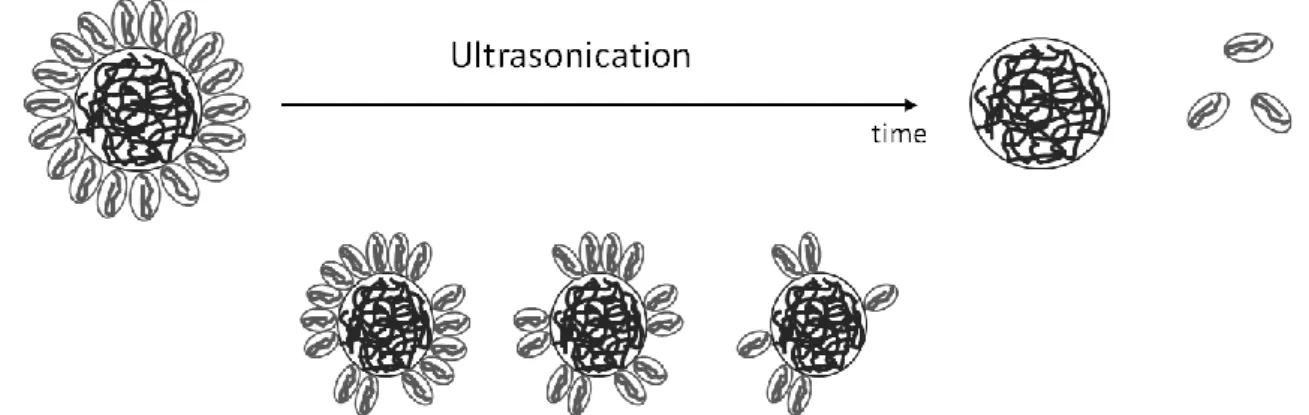 Figure  7:  Schematic  representation  of  the  erosion  mechanism  of  P(VDF-TrFE)  submitted  to  ultrasonication 