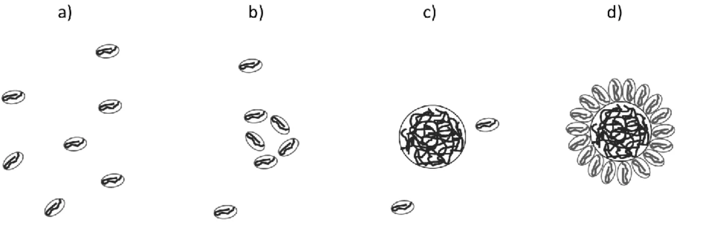 Figure 1: Schematic representation of the different structures of the PVDFin a solvent  depending on  its  concentration  a)  below  the  CAC  at  very  low  concentration,  b)  below  CAC  with  a  higher  concentration c) just above the CAC and d) far ab