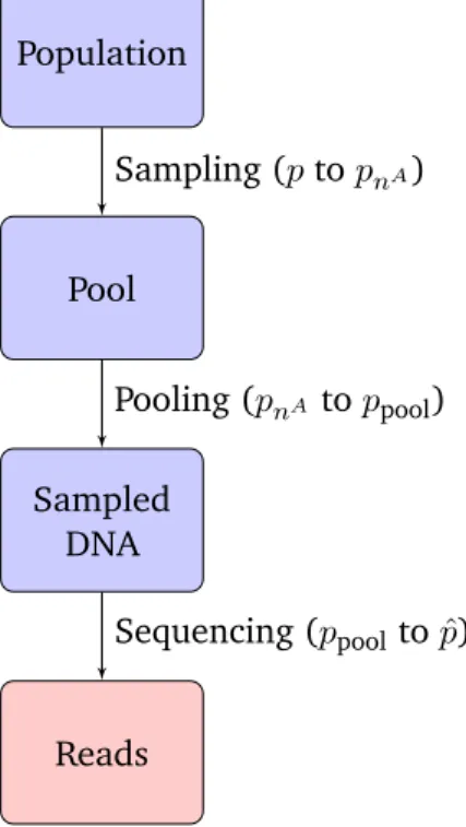 Figure 4-1: Hierarchical model for pooling process. Each node includes the notation used for the allele frequency at that step