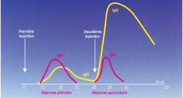 Figure 4 : Réponse humorale à un vaccin inactivé (antigène protéique) [22]. 