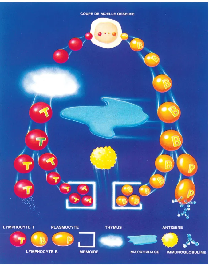 Figure 2 : Schéma simplifié des moyens de défense immunitaire.  [8]