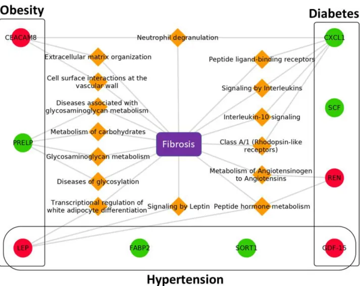 Figure 4. Biomarkers and their associated pathways leading to Fibrosis. 