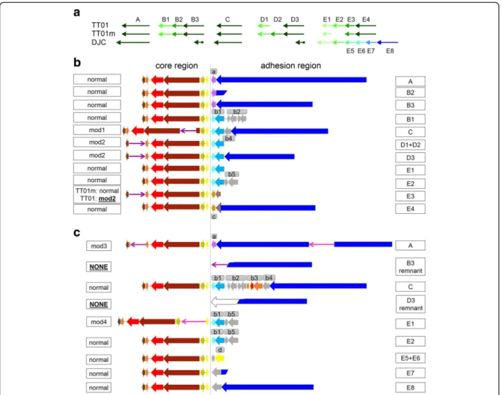 Fig. 3 Presence of phage-related repeat PhRepA in the P. luminescens TT01, TT01m and DJC genome