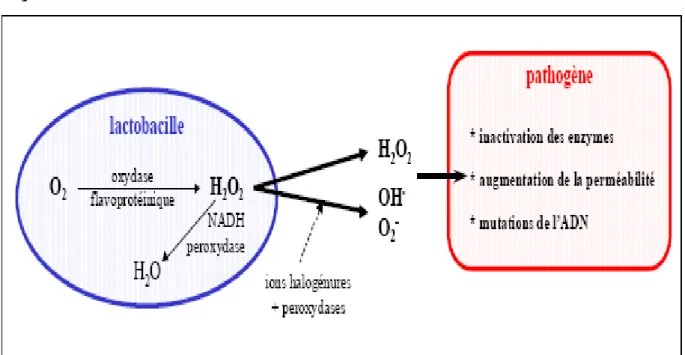 Figure 4 : Modes d’action sur les pathogènes du peroxyde d’hydrogène et de  ses dérivés produits par les lactobacilles [17, 27]