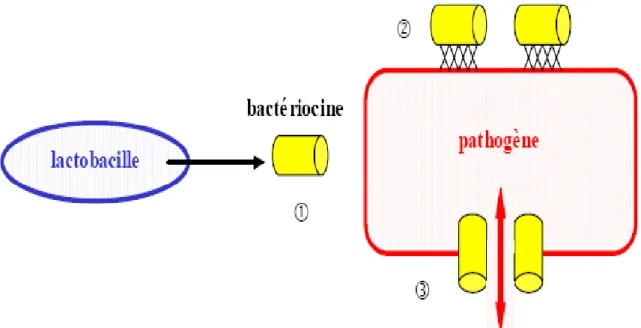 Figure 6 : Mode d’action sur les pathogènes des bactériocines produites par  les lactobacilles [28] 