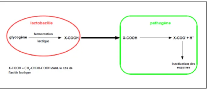 Figure 5 : Mode d’action sur les pathogènes des acides organiques produits par les lactobacilles [29]