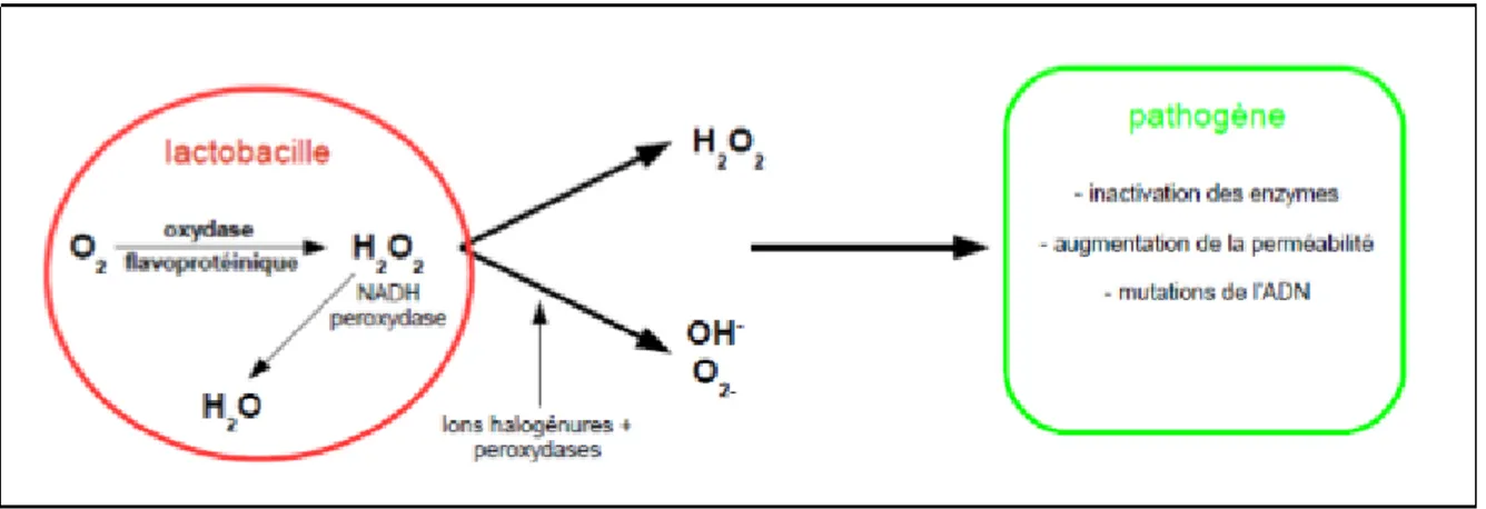 Figure 6 : Modes d’action sur les pathogènes du peroxyde d’hydrogène et de ses dérivés produits par  les lactobacilles [28, 32]