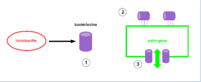 Figure 7 : Mode d’action sur les pathogènes des bactériocines produites par les lactobacilles [34]
