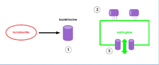 Figure 7 : Mode d’action sur les pathogènes des bactériocines produites par les lactobacilles [34]