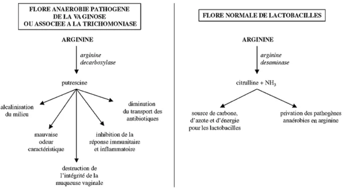 Figure 8 : Effets des lactobacilles possédant l’enzyme arginine désaminase [28]. 