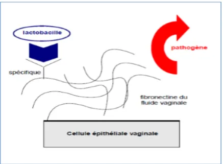 Figure 10 : Mécanisme d’inhibition de l’adhésion des pathogènes par adhésion des lactobacilles à la  fibronectine [28]