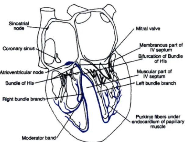 Figure  2-1:  Main  components  of  the  cardiac  conduction  system.  From Lilly  [95].
