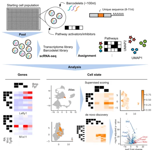 Figure 2-1: A multiplexed barcodelet single-cell RNA-seq approach elu- elu-cidates combinatorial signaling pathways that drive ESC differentiation.