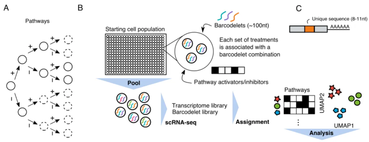 Figure 2-2: barRNA-seq enables combinations of a set of treatments to be observed in a single highly-multiplexed experiment