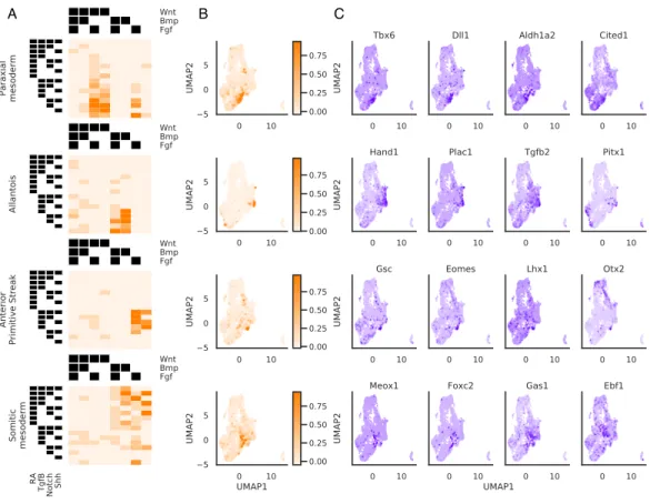 Figure 2-13: Mesendodermal cells are directed to diverse fates by combi- combi-natorial signaling